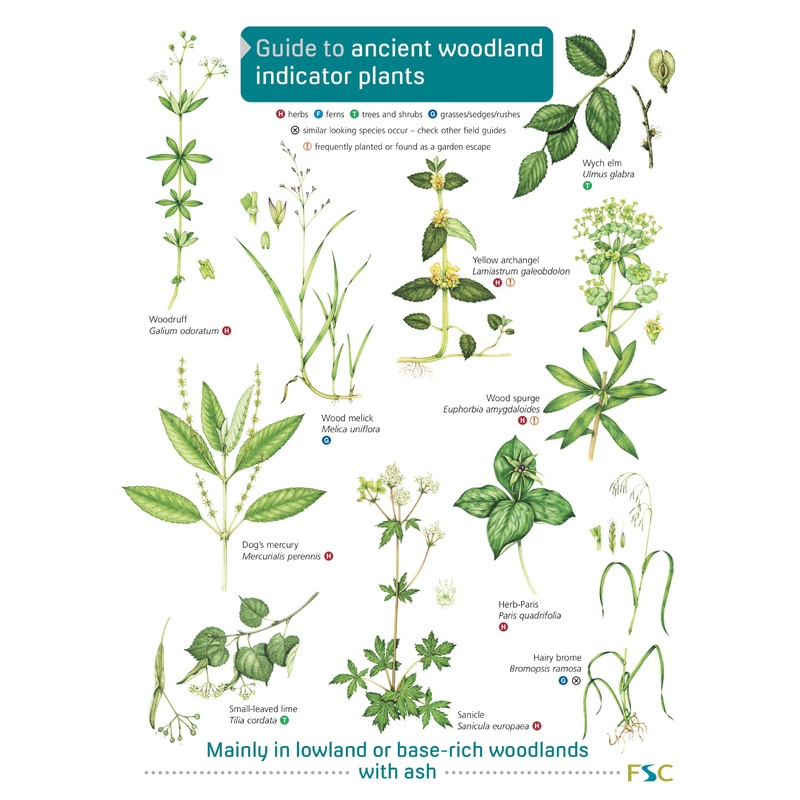 Guide To Ancient Woodland Indicator Plants – FSC