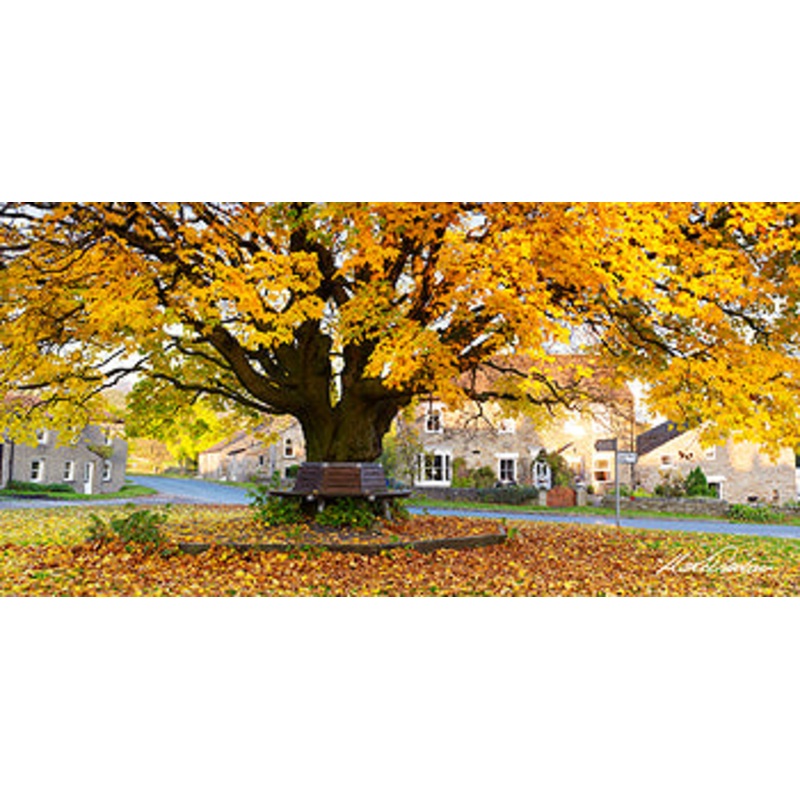 Autumn under the Redmire Tree – by Mark Denton Photography