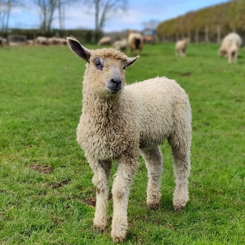 DCM Events – Needle felt your own Wensleydale – Saturday 18 October