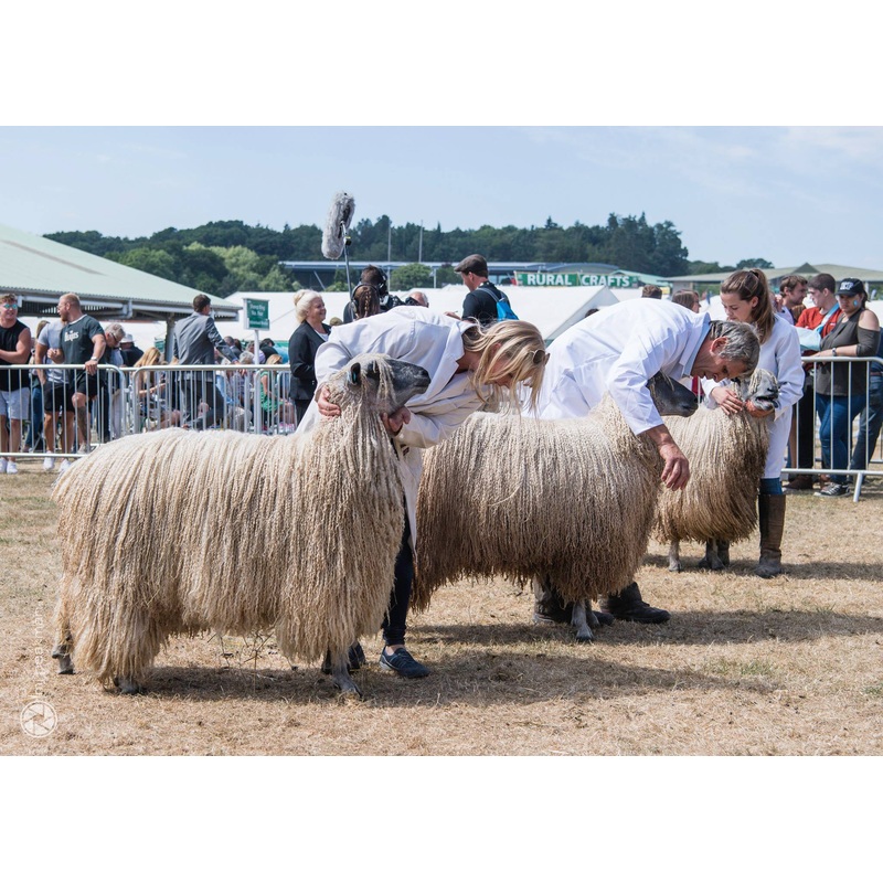 DCM Events – Needlefelt your own Wensleydale portrait – Saturday 18 October