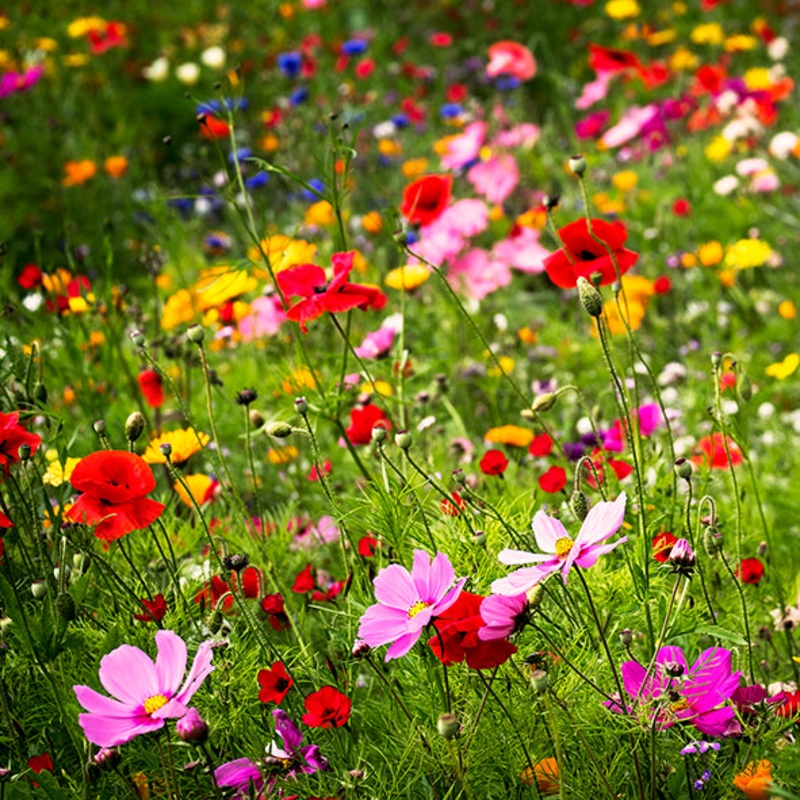 Flowers Card – David Tarn Photography
