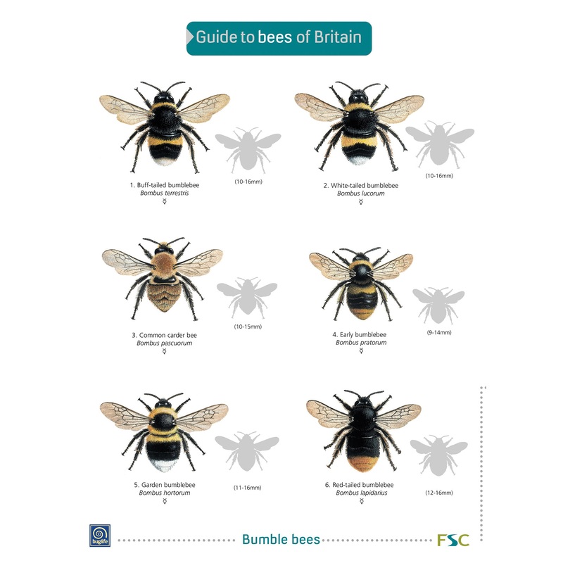 Guide to Bees- FSC