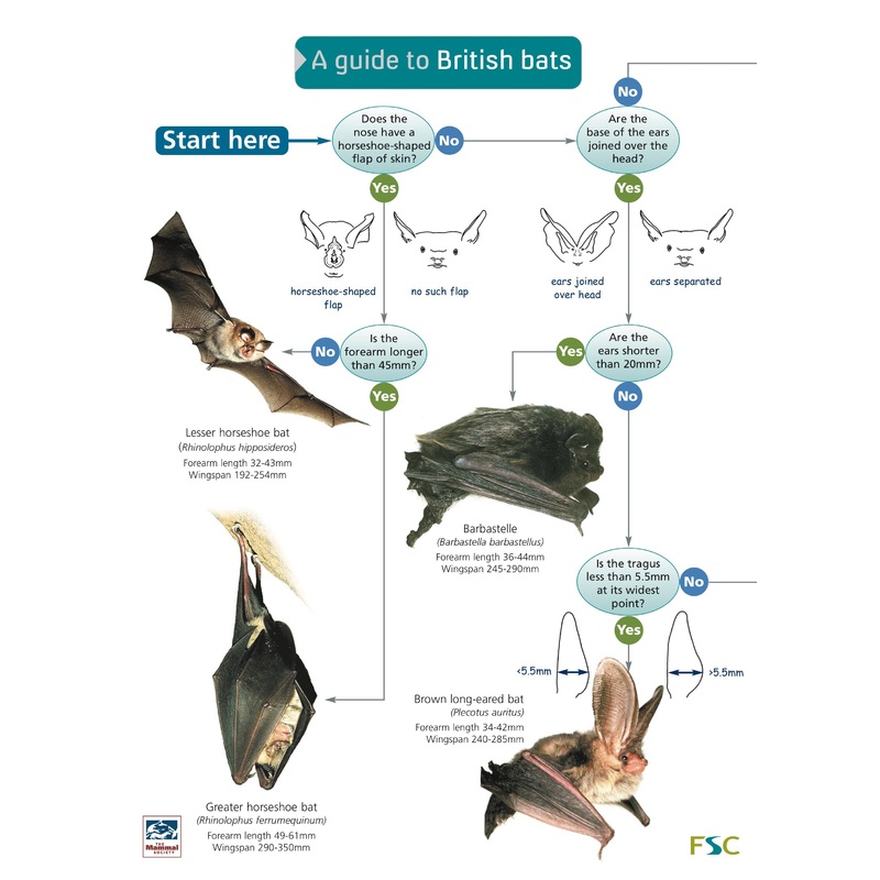Guide to British Bats – FSC