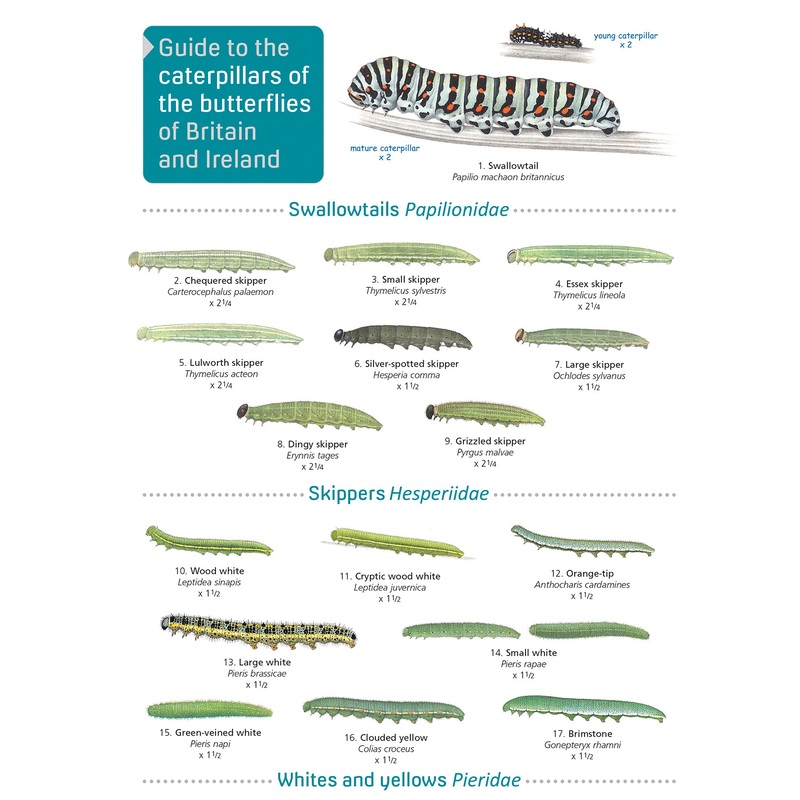 Guide to Caterpillars- FSC