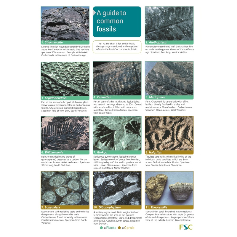 Guide To Common Fossils – FSC