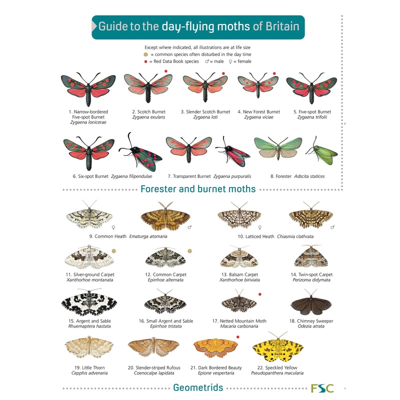 Guide to Day Flying Moths- FSC