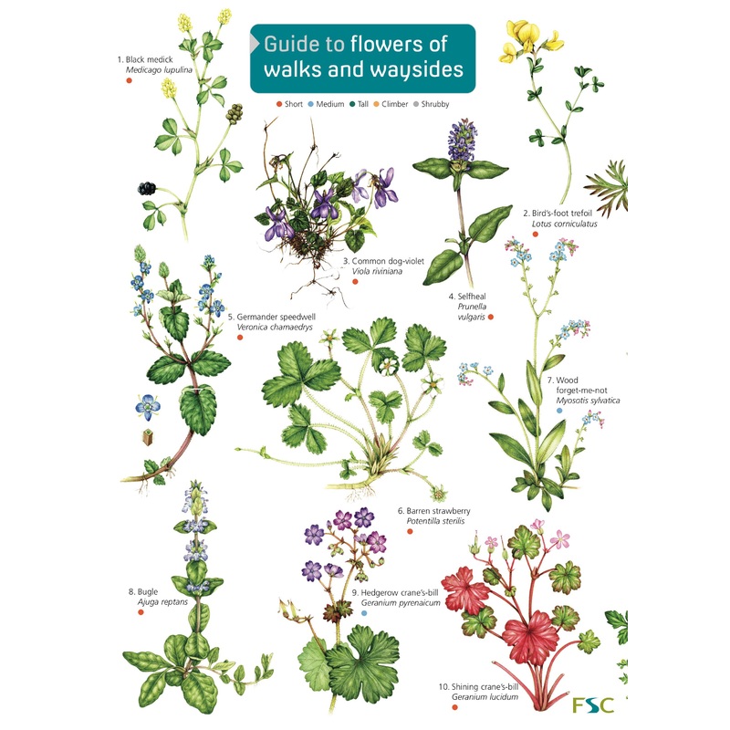 Guide To Flowers Of Walks And Waysides – FSC
