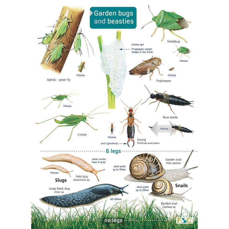 Guide to Garden Bugs and Beasties- FSC