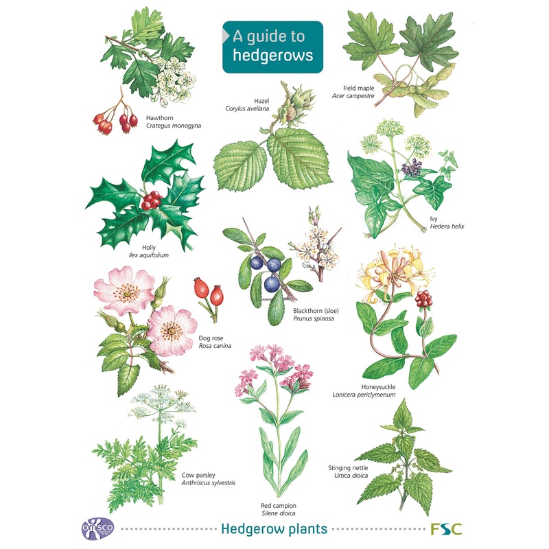 Guide to Hedgerows- FSC