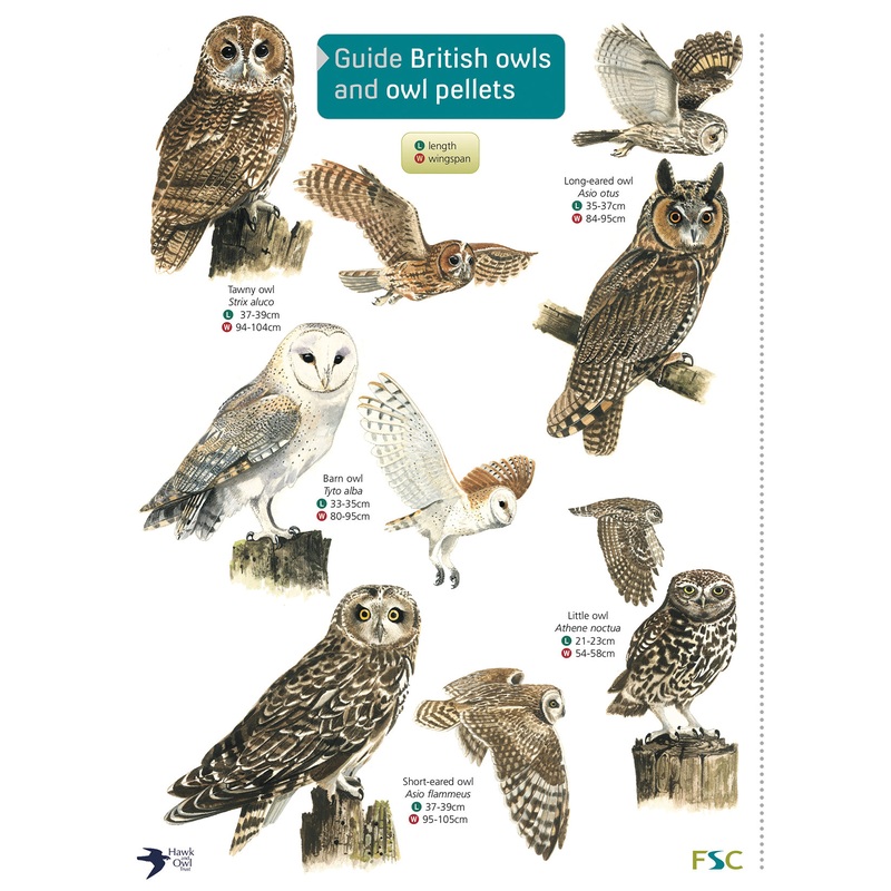 Guide to Owls and Owl Pellets- FSC