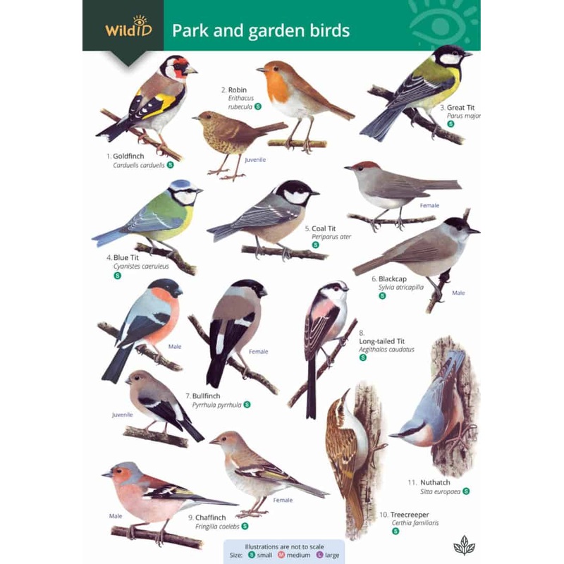 Guide To Park and Garden Birds – FSC