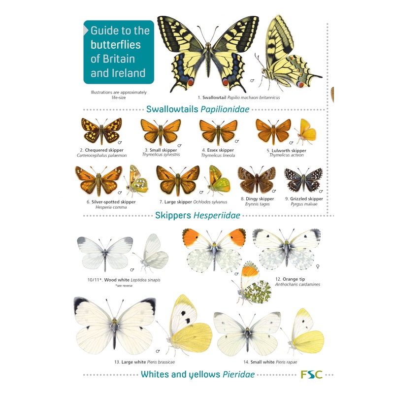 Guide To The Butterflies Of Britain & Ireland – FSC