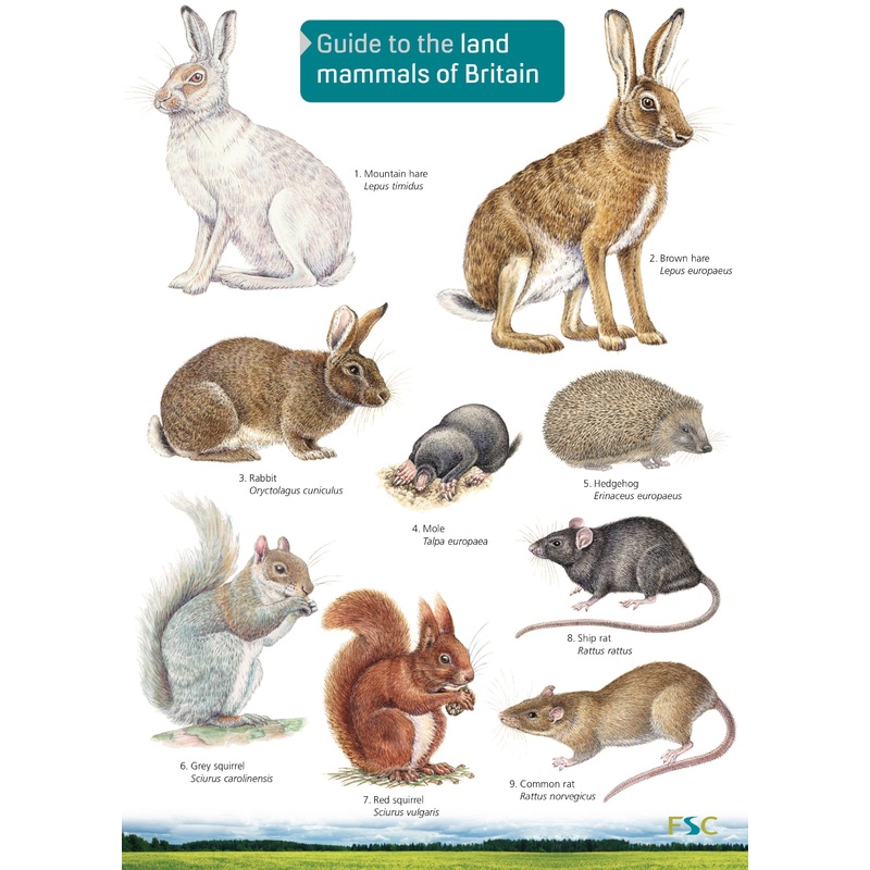 Guide To The Land Mammals Of Britain – FSC