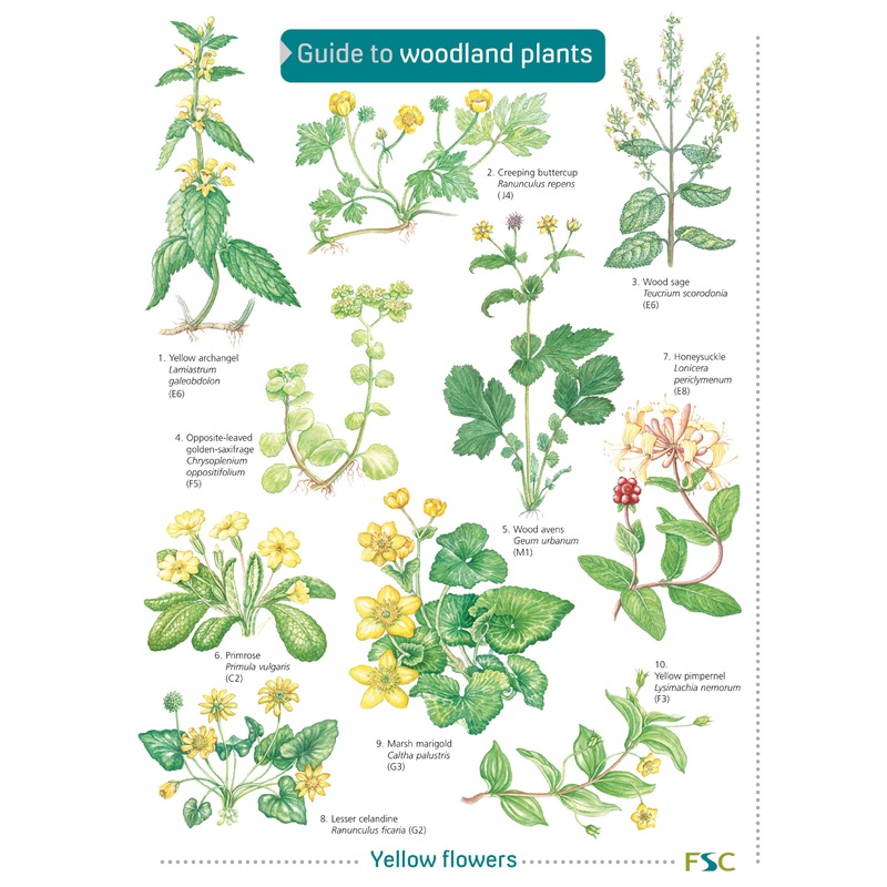 Guide To Woodland Plants – FSC