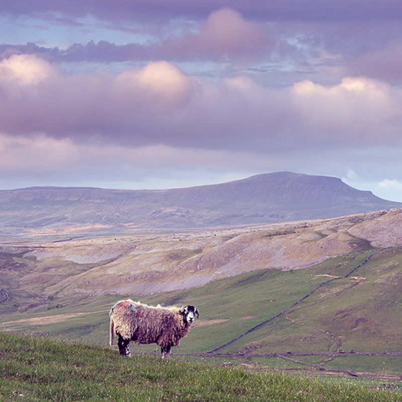 King of the Hill Card – David Tarn Photography