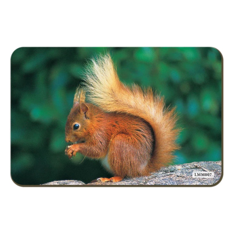 Red Squirrel Fridge Magnet