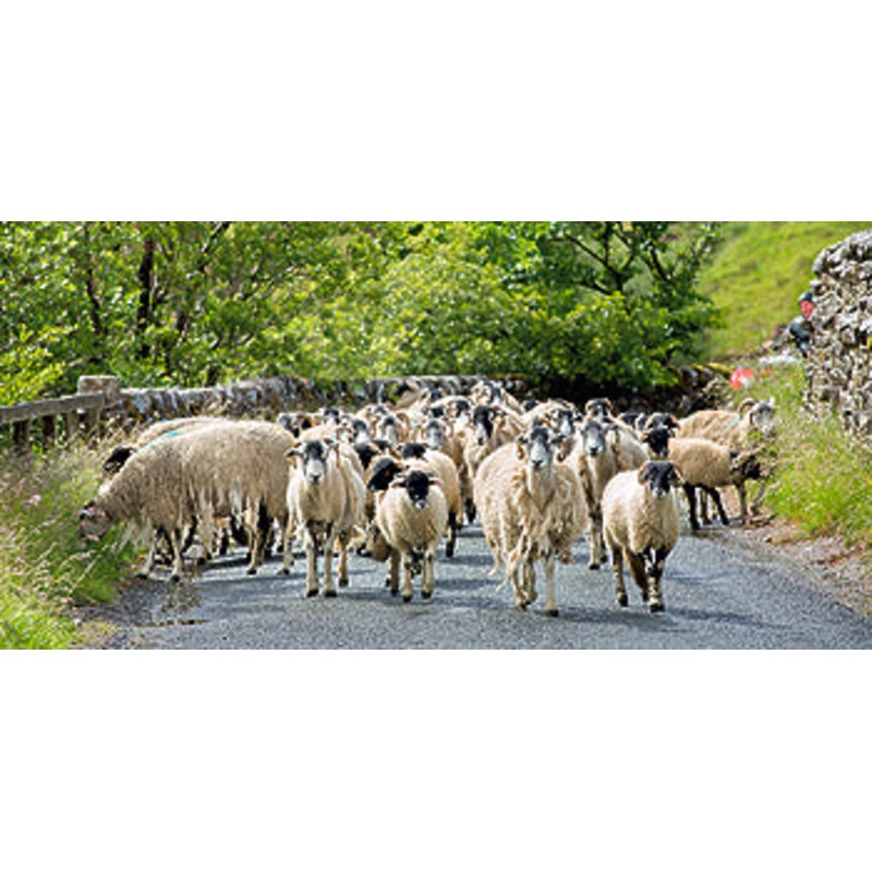 Rush Hour in the Dales Card- by Mark Denton Photography