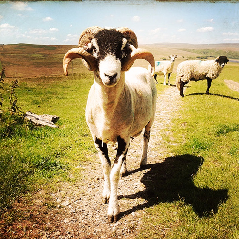 Summer Sheep Card – David Tarn Photography