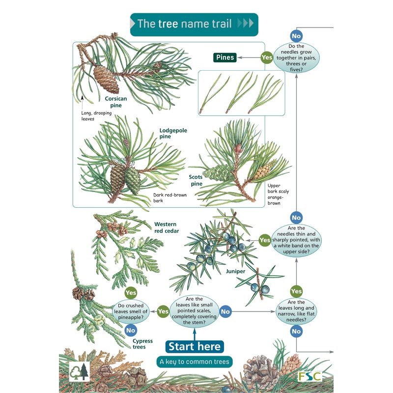 Tree Name Trail – FSC