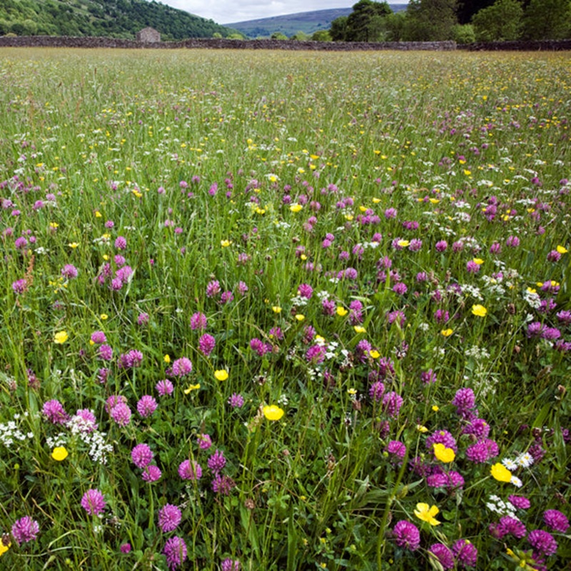 WIldflowers  Card – David Tarn Photography