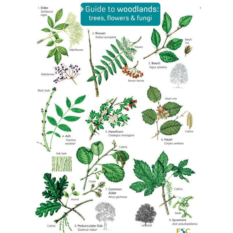 Woodland Trees, Flowers & Fungi- FSC
