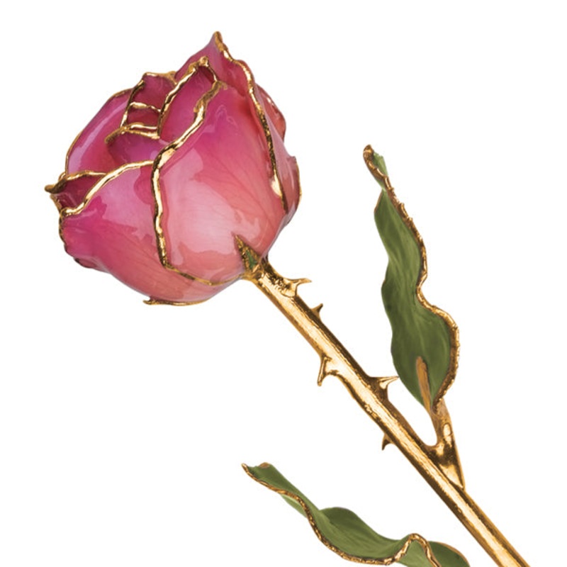 Gold Trim Pink Picasso Rose