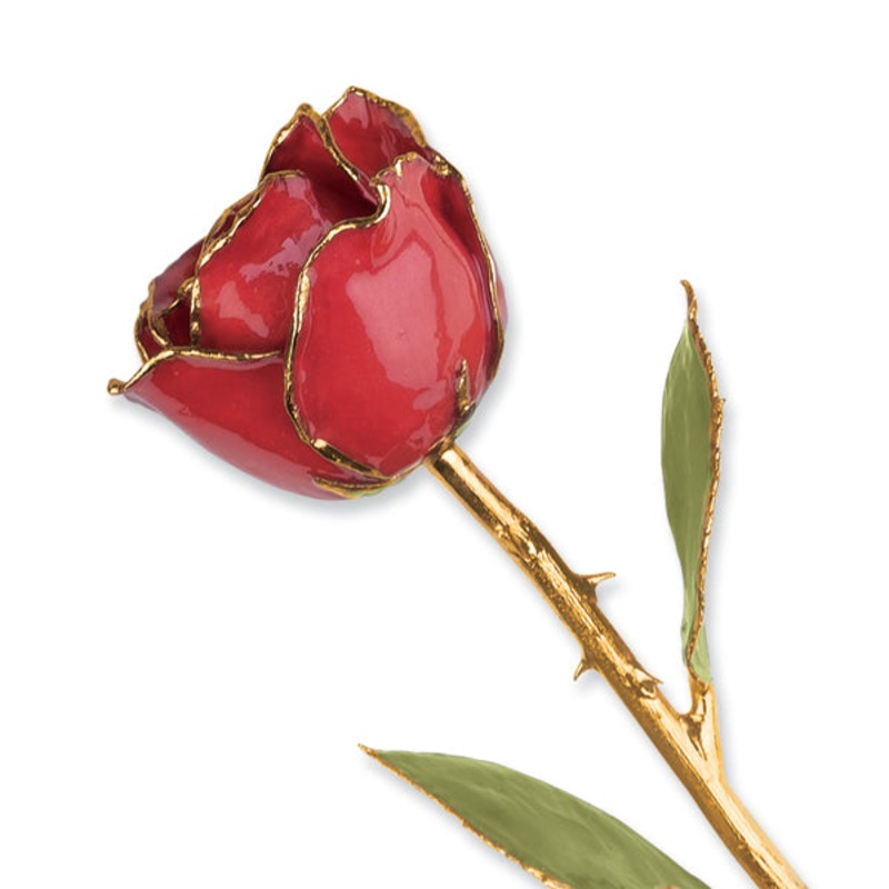 Gold Trim Ruby Sun Rose