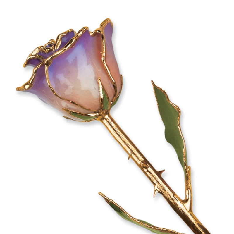 Gold Trim White And Blue Opal Rose