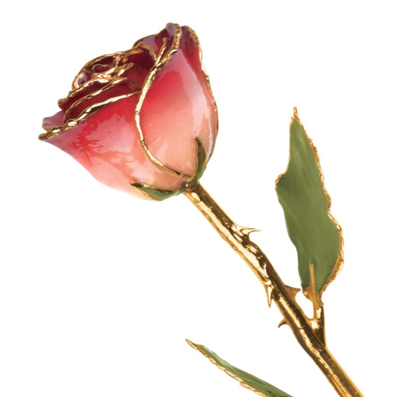 Gold Trim White And Burgundy Rose