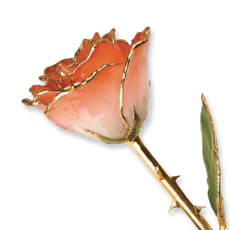 Gold Trim White And Orange Rose