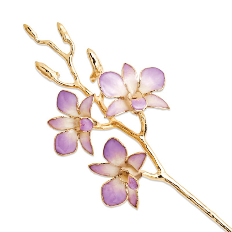 Gold Trimmed Lilac And White Orchid Stem
