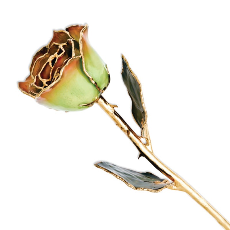 Gold Trimmed Peridot/Orange Rose