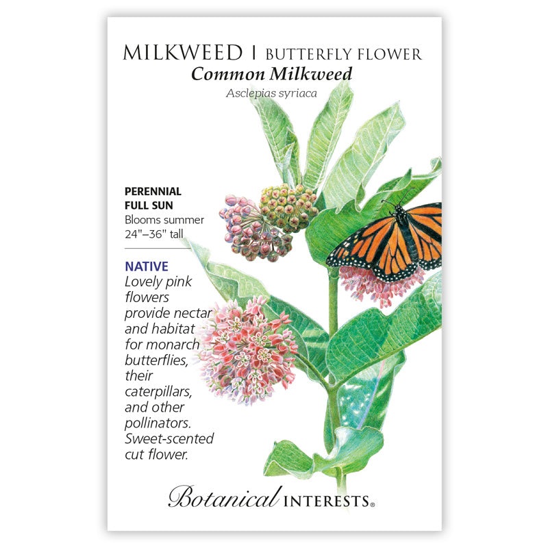 Milkweed – Common
