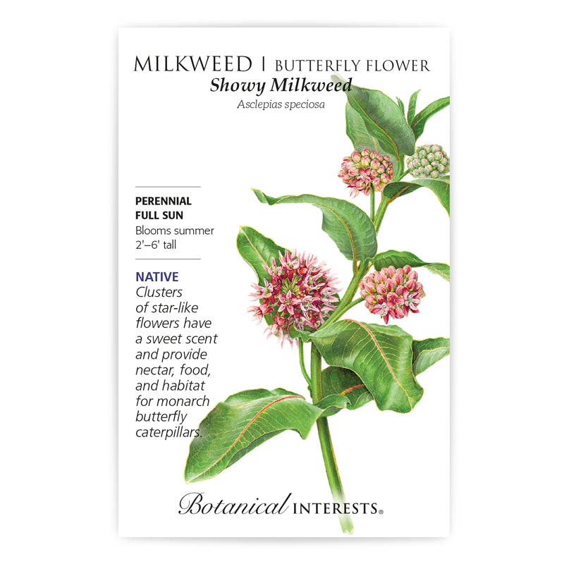 Milkweed – Showy