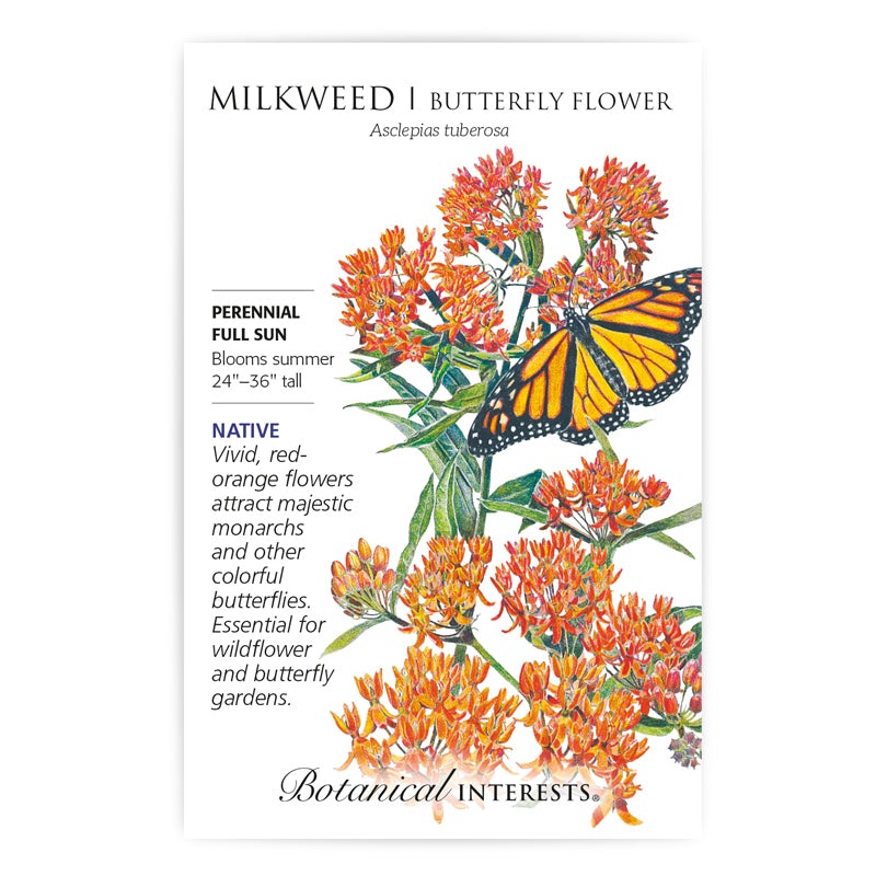 Milkweed – Tuberosa