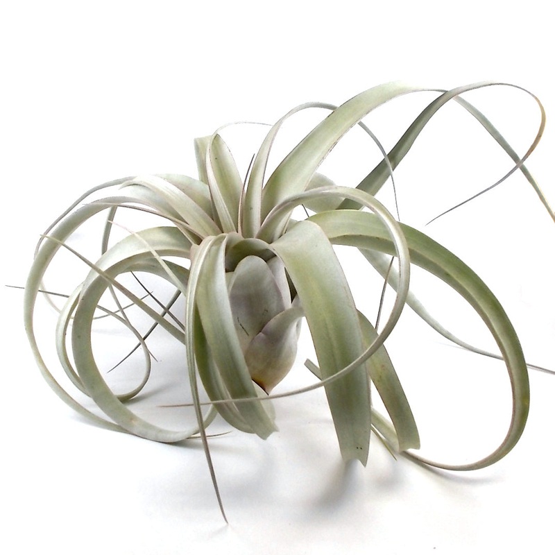 Xerographica Air Plant