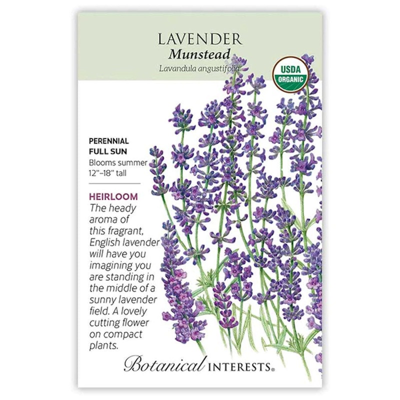 Lavender – Munstead