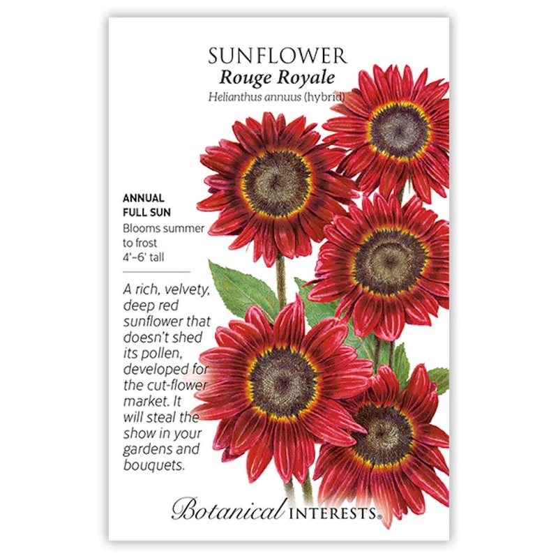 Sunflower – Rouge Royale