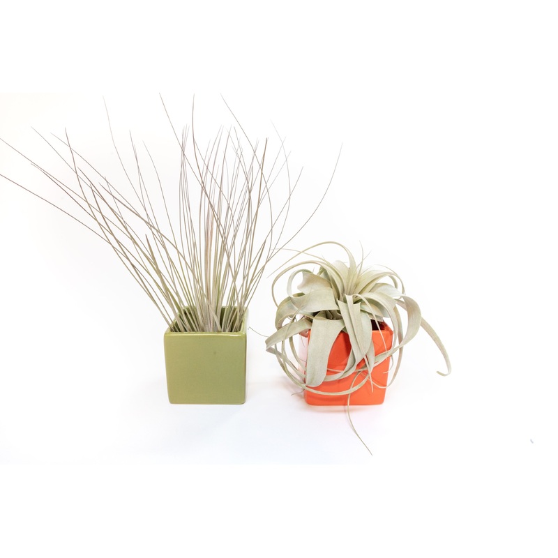 Air Plant Supply Co. Brand Colors Set – Two Ceramic Cube Containers with Tillandsia Xerographica Mini and Juncea