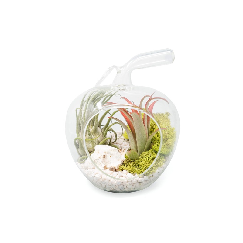 Apple Terrarium with Pebble Kit and Tillandsia Air Plants