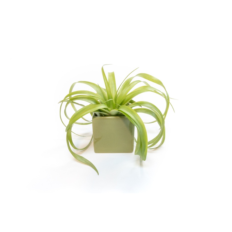 Avocado Green Ceramic Cube Container with Assorted Large Tillandsia Air Plant