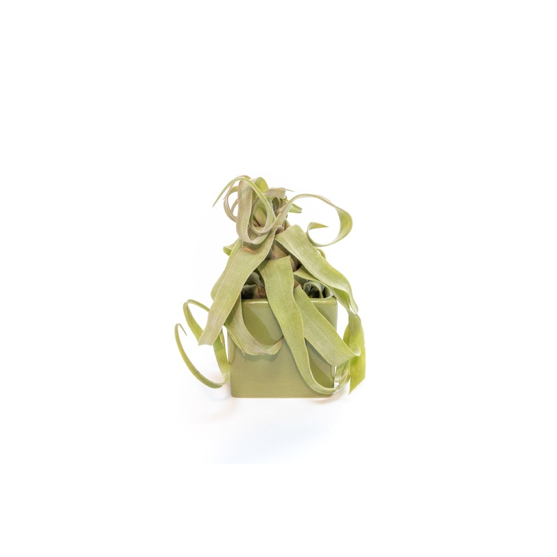 Avocado Green Ceramic Cube Container with Custom Tillandsia Air Plant
