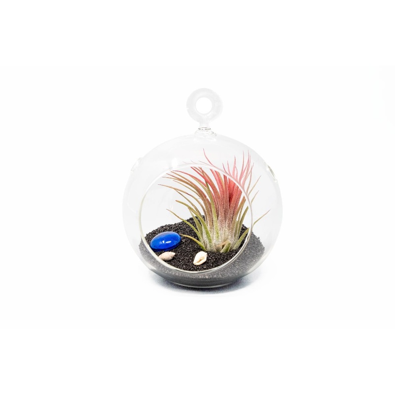 Beach Terrarium in Flat Bottom Globe with Black Sand and Tillandsia Ionantha
