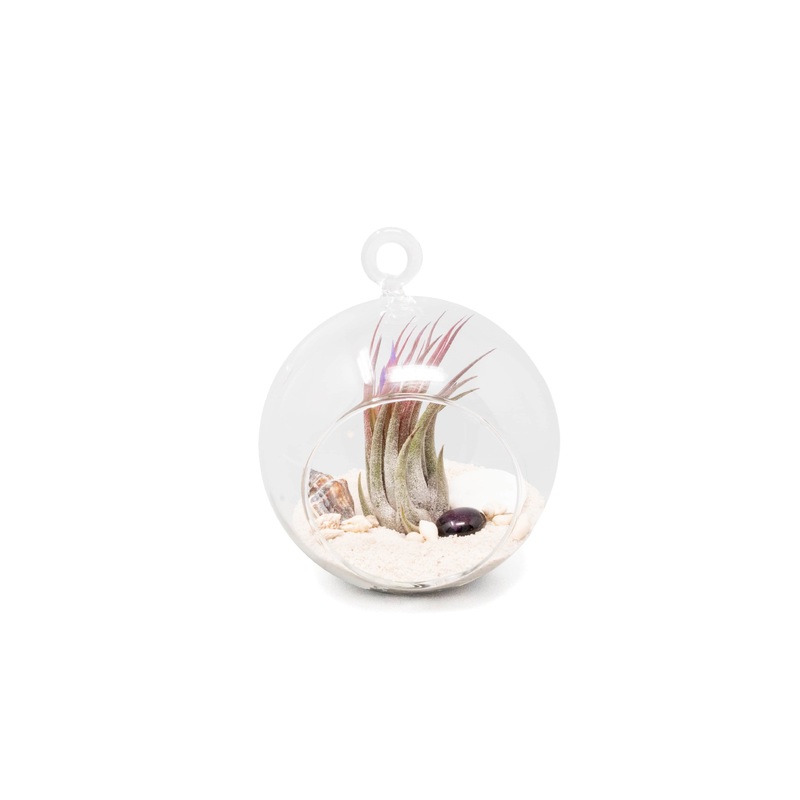 Beach Terrarium in Flat Bottom Globe with White Sand and Tillandsia Ionantha