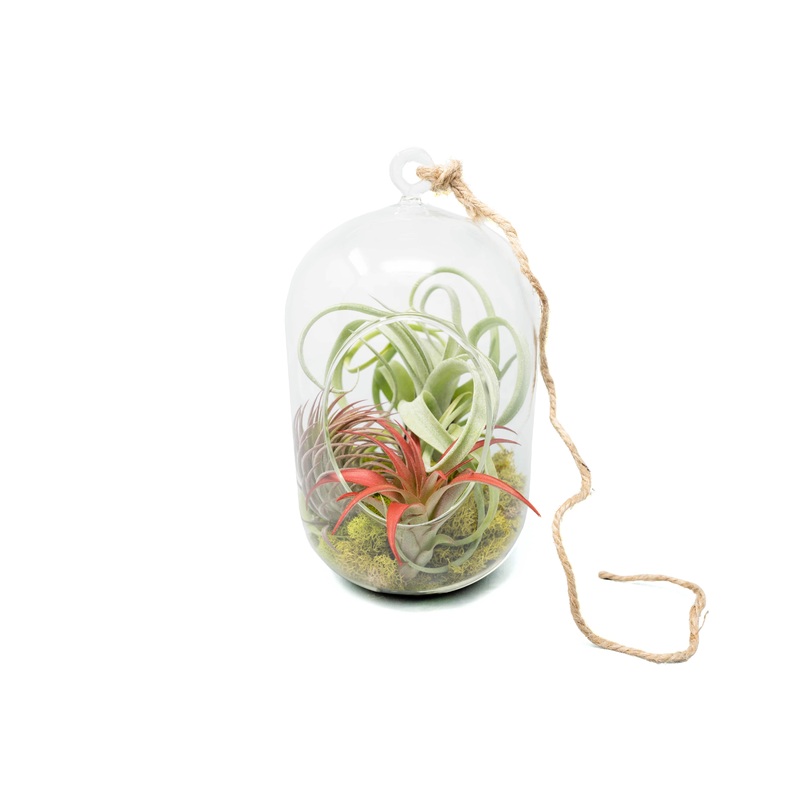 Capsule Terrarium with Moss and Tillandsia Air Plants