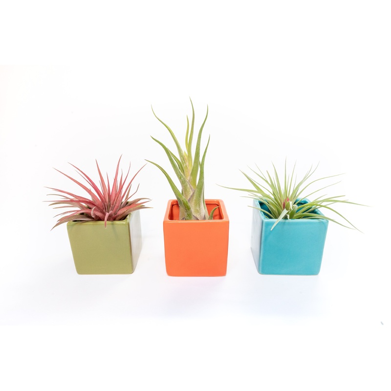 Ceramic Cube Container – Choose Your Custom Color and Tillandsia Air Plant