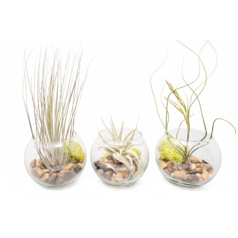Complete Bubble Trio Terrariums with Tillandsia Juncea, Butzii, and Harrisii Air Plants