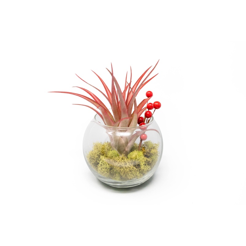 Festive Terrarium with Green Reindeer Moss, Berry Sprig, & Tillandsia Red Abdita Air Plant
