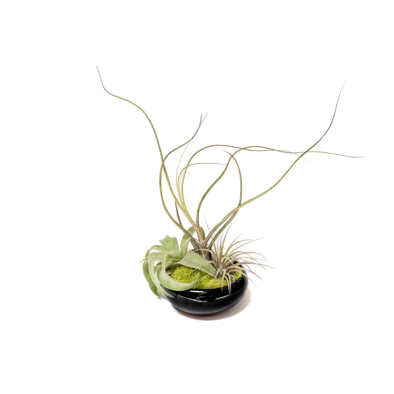 Fully Assembled Tillandsia Air Plant Dish Garden in Black Glazed Container