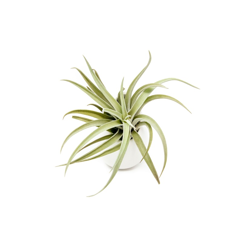 Gift Wrapped Large Ivory Ceramic Vase With Assorted Tillandsia Air Plant